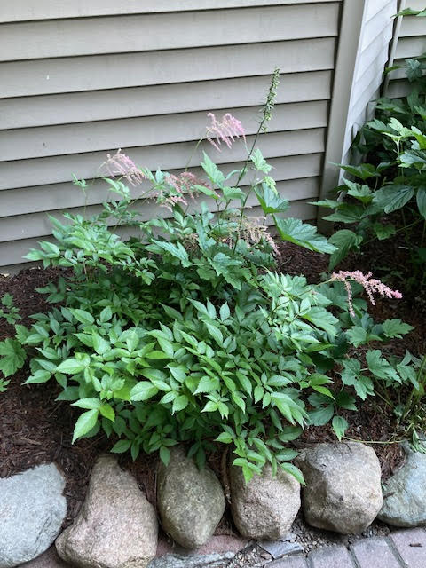2024 Garden Walk11
