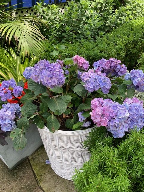 2024 Garden Walk13